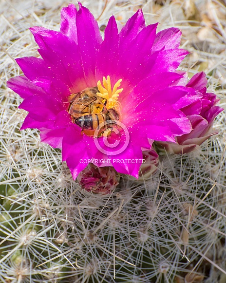 Hedgehog Cactus with Flowers