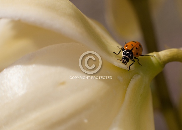 Coccinellidae, ladybug