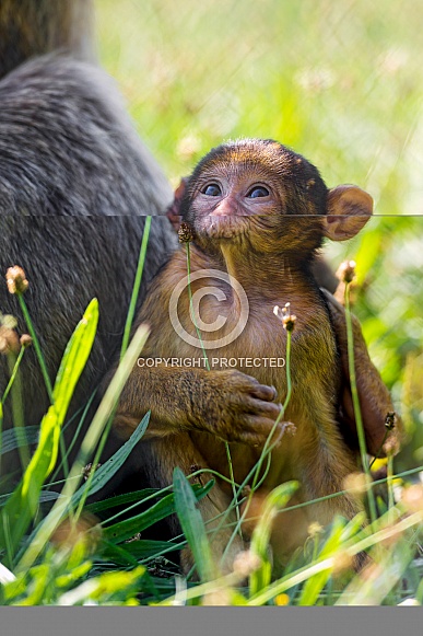 Baby Macaque.