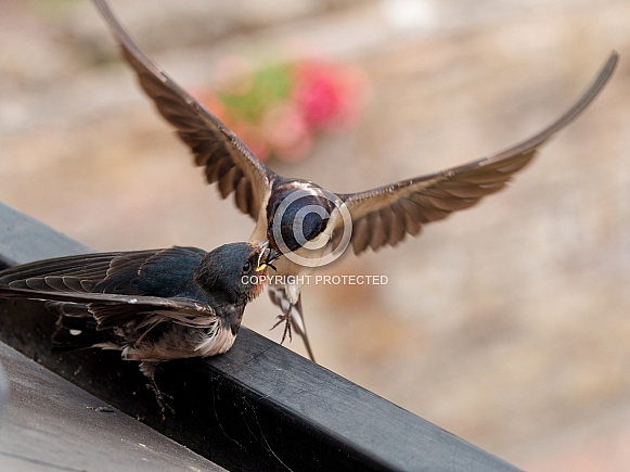 Barn swallows (feeding)