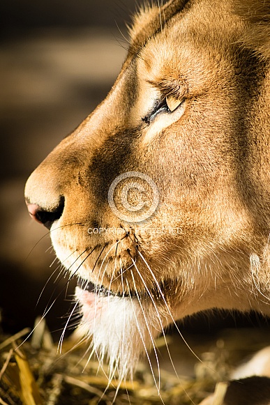 Lion very close up