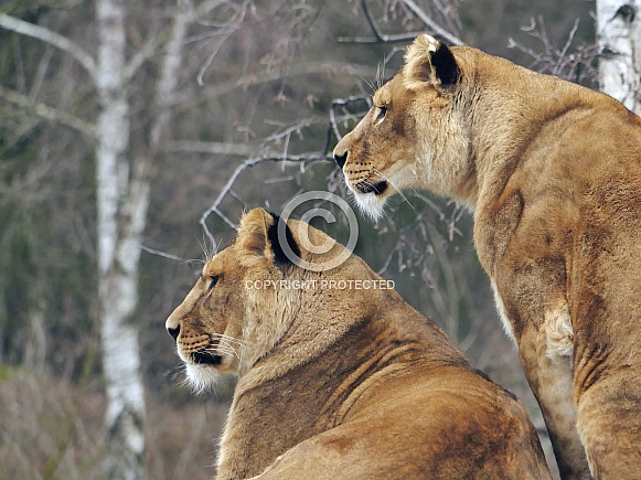 African Lionnesses