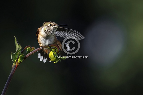 Hummingbird—He Went That Way