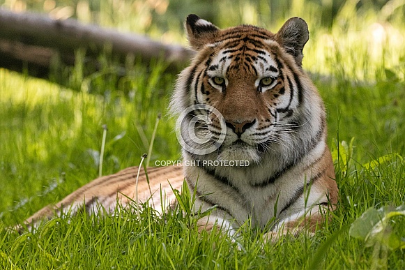 Amur Tiger Lying Down In The Grass