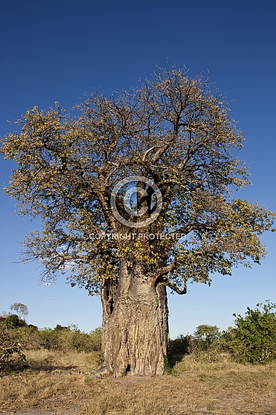 Baobab Tree (Adansonia digitata)