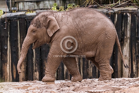 Young Asian Elephant Side View Full Body