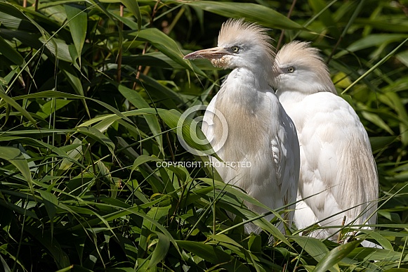Two Cattle Egrets In Foliage