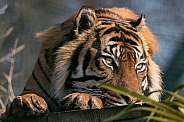 Sumatran Tiger Head On Paws
