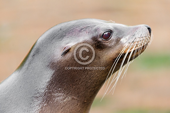 California sea lion