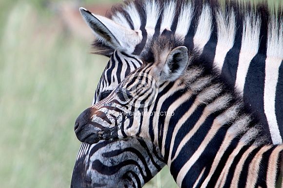 Zebra South Africa Wild