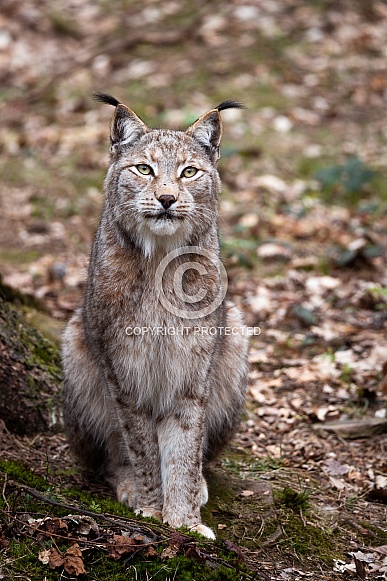 sitting lynx