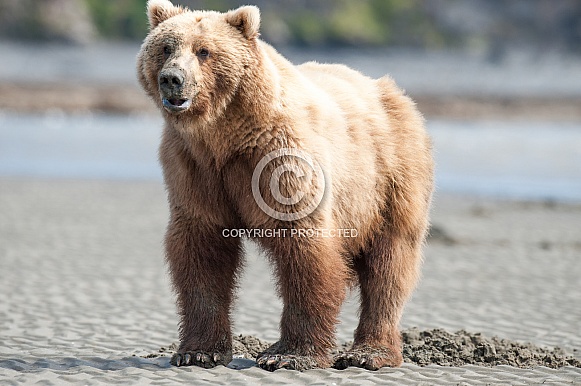 Wild Alaskan Brown Bear