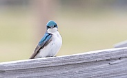 A Tree Swallow in Alaska