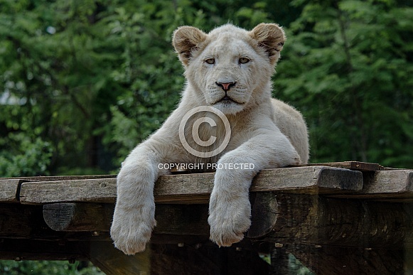white Lion