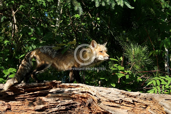 Curious fox on top of log