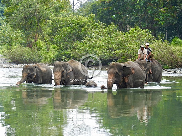 Elephants at Tangkahan