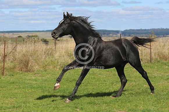 Black Arabian Stallion