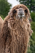Bactrian Camel Front On Neck And Head Shot