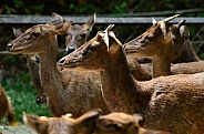 Javan Deer