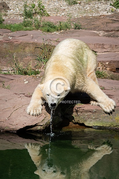 Polar bear drinking some water