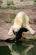 Polar bear drinking some water
