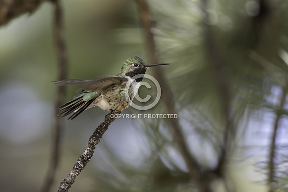 Male Broad-tailed Hummingbird in Colorado