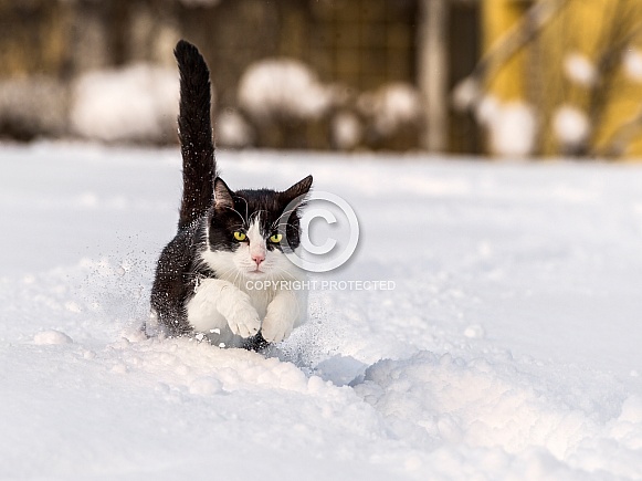 Black and White Cat in Snow