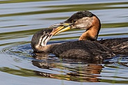 Red-necked Grebe Red-necked Grebe with Chick in Alaska in Alaska