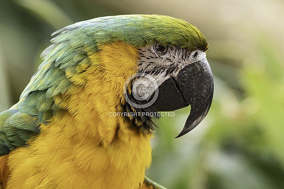 Macaw Side Profile
