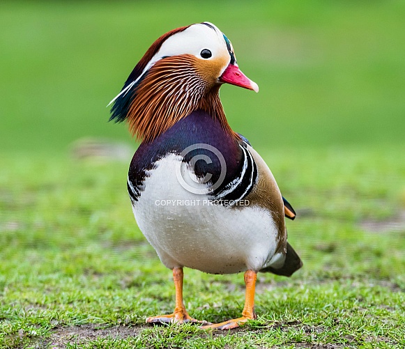 Male Madarin Duck