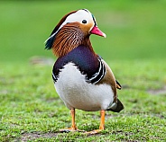 Male Madarin Duck