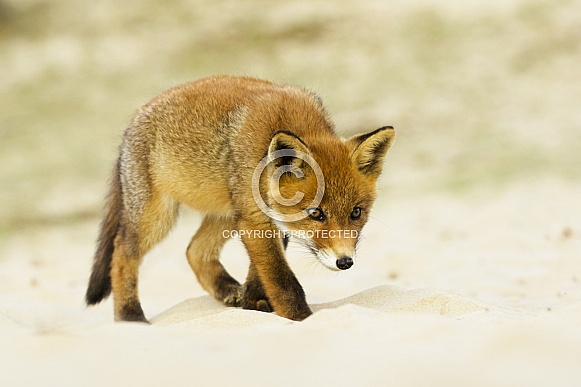 Young fox focus