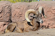 Bighorn Sheep - Ram