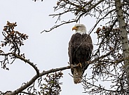 Bald eagle sitting in a tree on a branch