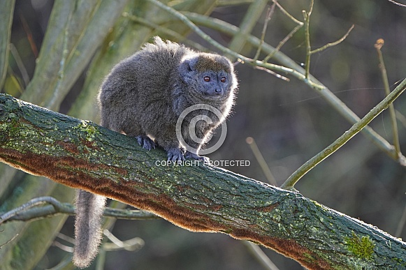 Lac Alaotra Bamboo Lemur