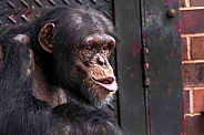 Chimpanzee Close Up Lips Pursed