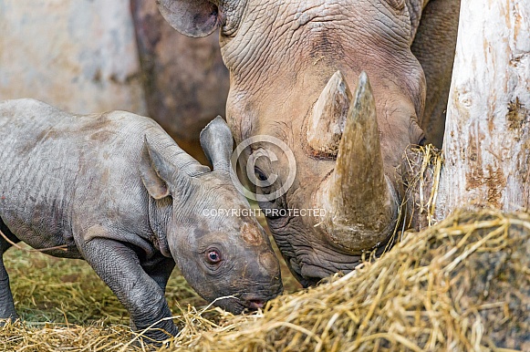 Rhino and Baby