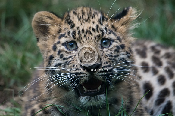 Amur Leopard cub