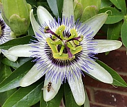 Passion Flower With Hoverfly