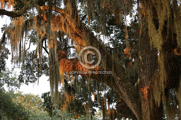 Spanish Moss in the light of the Sunset near the lake
