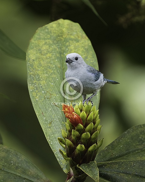 A Blue-gray Tanager in Ecuador