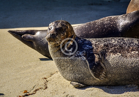 La Jolla Beach Seals