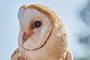 Snow Owl Head