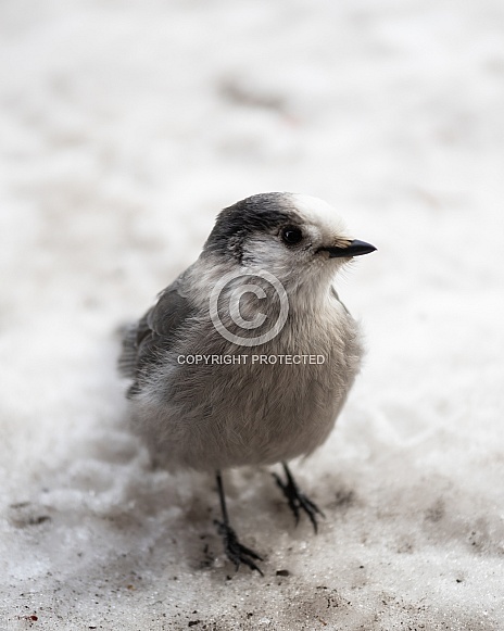 Canadian Grey Jay Portrait in Snow