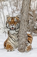 Siberian Tiger-When Tigers Hide