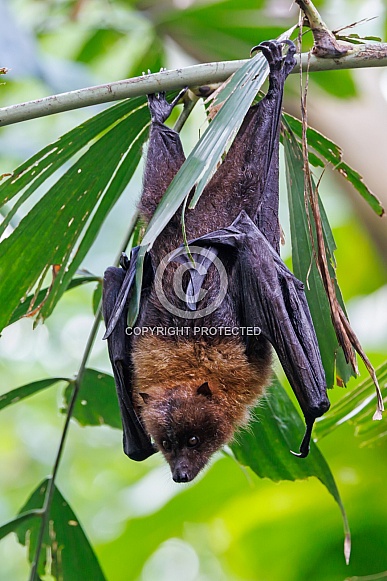 Rodrigues fruit bat (Pteropus rodricensis)