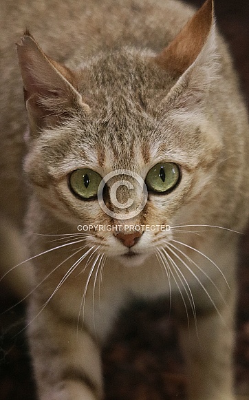 Oman Cat