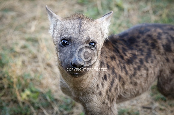 Spotted Hyena Cub (wild)