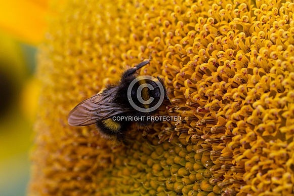 Wild white-tailed Bumblebee on a sunflower