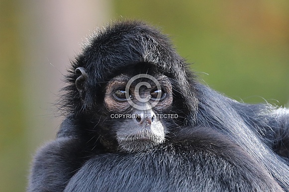 Colombian spider monkey (Ateles fusciceps rufiventris)